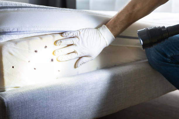 Best Cockroach Control Services  in Burlington, KY