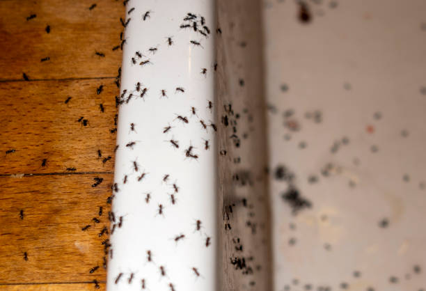 Best Pest Prevention Services  in Burlington, KY
