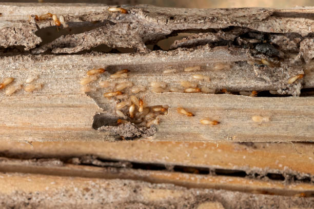 Best Pest Removal Services  in Burlington, KY