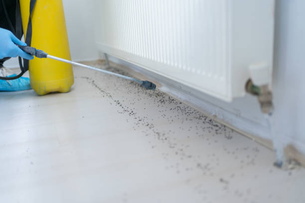 Best Rat Extermination Near Me  in Burlington, KY
