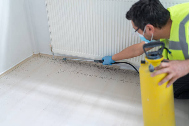 Best Wasp Removal Services  in Burlington, KY